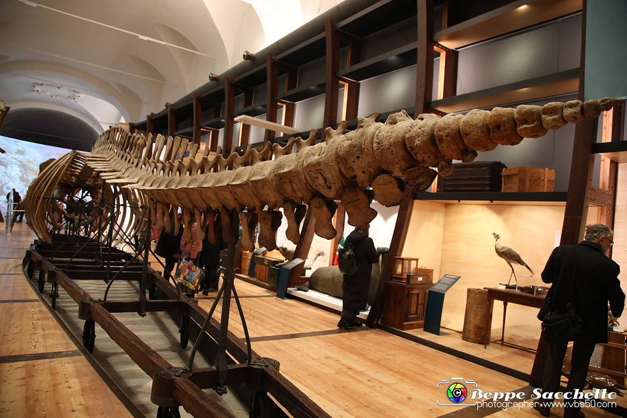 VBS_0947 - Riapre il Museo di Scienze Naturali dopo dieci anni di chiusura.jpg